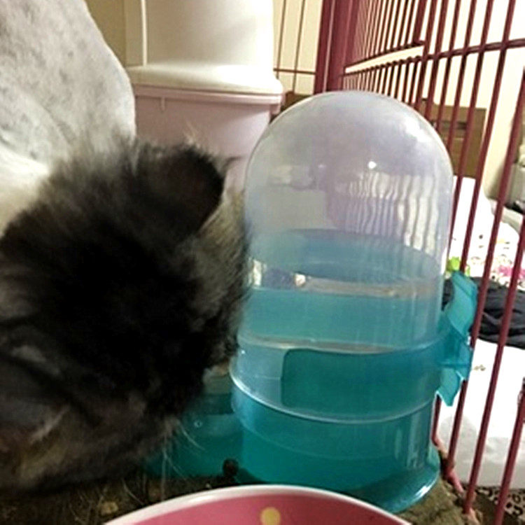 Cat water drinker Automatic Drinking Water Drinking Water Divine Not wet Lower Baga Cat Hanging Kettle Bird Drinking Water Dispenser