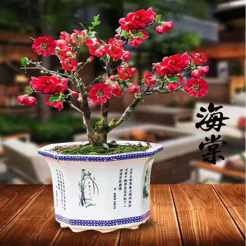 (Begonia with flower bud shape) boutique begonia with flowers Four Seasons flowering Begonia indoor potted ground planted Begonia