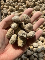 Moroccan sea urchin fossil specimens 300 per kilogram about 100 teaching specimens worth owning