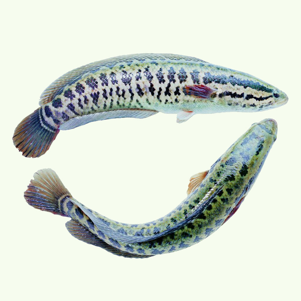 大生鱼（3斤左右）