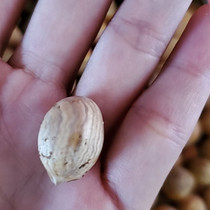 Changbai Mountain fresh hand-peeled large hazelnuts Northeast New Year specialty original flavor nuts for pregnant women with thin skin 2 pounds