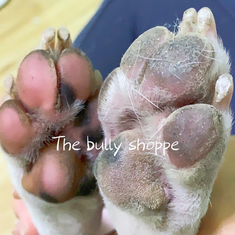 Imported Pet Plantar Clean Foam Clean Nourishing Sole Anti-Cracking Inflammation Itching Bacteria