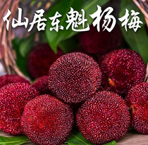 Dong Secretary Guoyuan Xianju bayberry Zhejiang specialty ecological planting Private custom origin delivery