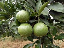 Dong Mi Guoyuan Huaihua rock sugar Orange Hunan specialty ecological planting Private custom origin delivery