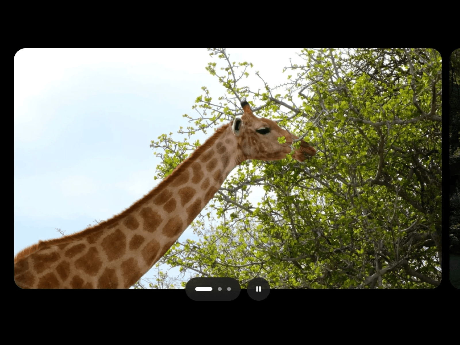 Framer中文网免费组件模板、Framer组件、Framer模板、Framer教程、Framer汉化