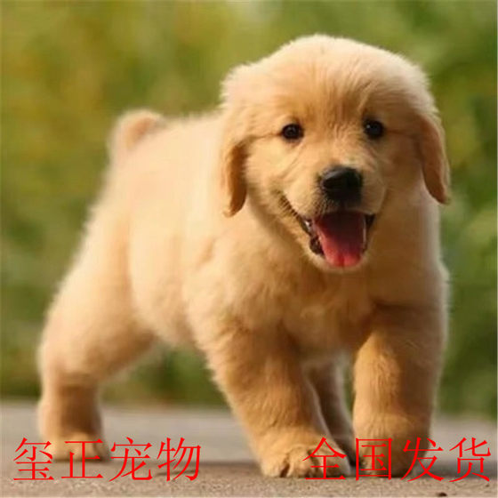 Purebred Golden Retriever Puppies Samoyed Labrador Husky Pomeranian Bichon Frize Teddy Corgi Shiba Inu