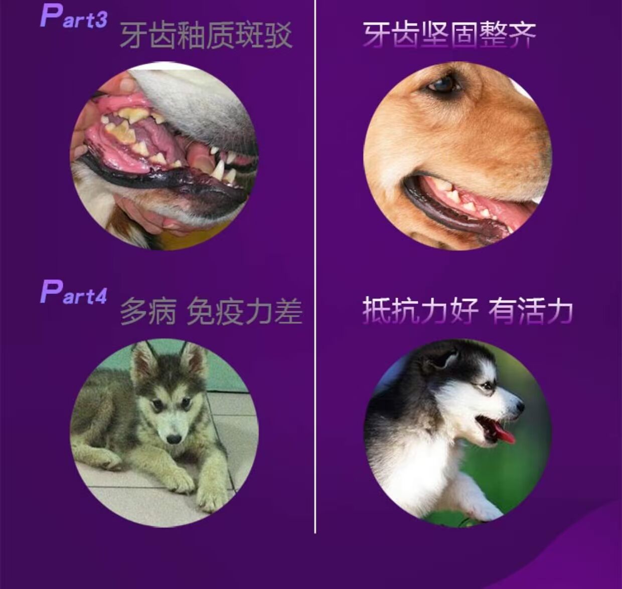 Thức ăn cho chó Duyuk 10kg thức ăn cho chó con phổ thông Jin Mao Teddy VIP Satsuma Husky Qimei thức ăn cho chó 20 kg - Chó Staples hạt cho chó con