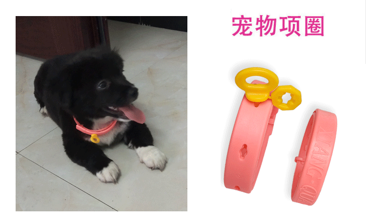 Pet mèo bọ chét cổ áo chó deworming phòng chống nhíp cổ áo cổ áo mèo con chó nhu yếu phẩm hàng ngày bát ăn cho mèo	