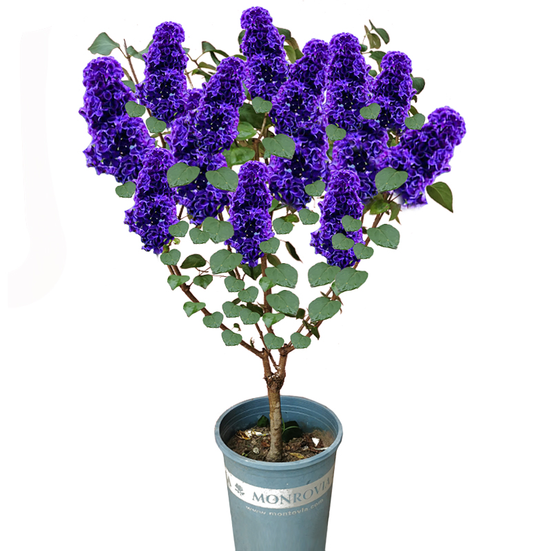 Cliff Flower Seeds Indoor and Outdoor Courtyard Green Landscape Tree Pot Plant Flower Seeds