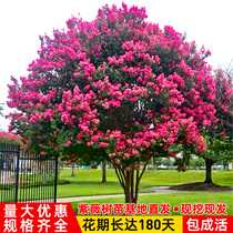 Dongchen seedlings crape myrtle sapling Red Rocket crape myrtle hundred-day Red four seasons flower landscape Villa courtyard greening