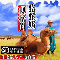 Grassland Now Squeeze Fresh Camel Milk Prairie Pure Camel Milk Nemontwin Peaks Camel Milk