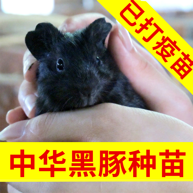 Home Breeding Pure Black Dutch Pig Dutch Rat Living Pet Baby Living Things Geranium Experimental Black Guinea Pig