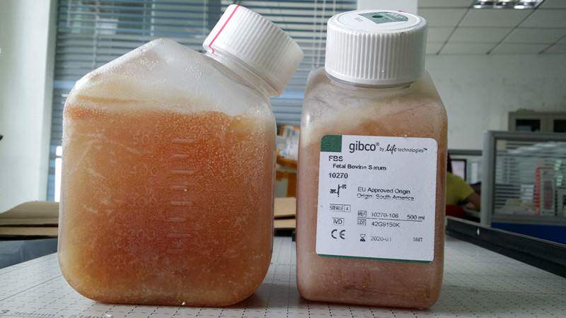 Including tickets*Gibco South American Fetal Bovine Serum 10270106 FBS 10270-106 500ml