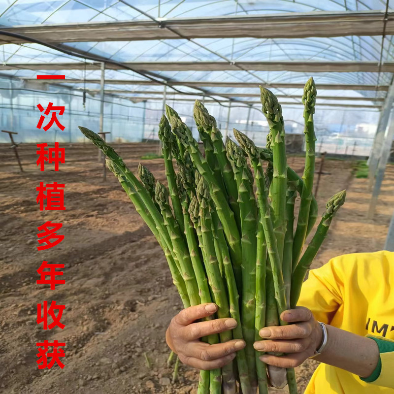 四季和芦笋苗直销店的LOGO