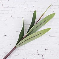 5 головных полюсов для тюльпанов