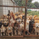 Buy postcards to help Kunming Yixin Home for Homeless Animals take care of 2,000 furry children