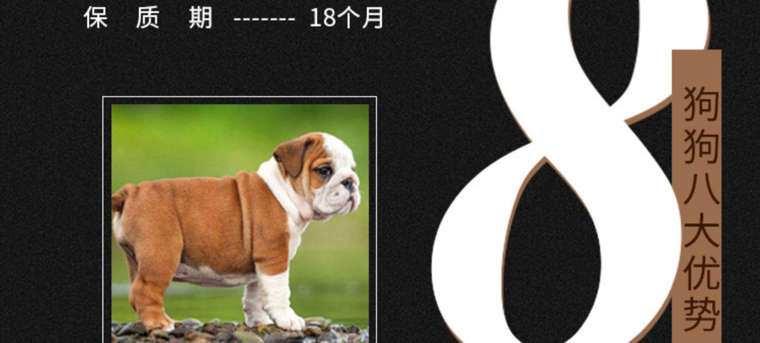 Luật đấu tranh thức ăn cho chó trưởng thành chó bulgie thức ăn cho chó đặc biệt Tiếng Anh chiến đấu Tiếng Anh bò gia súc đấu bò trưởng thành thức ăn cho chó thức ăn chó 30 kg - Chó Staples thức an cho chó bao 20kg