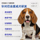 Huangheng racing-grade basset hound dog food ອາຫານຫມາຜູ້ໃຫຍ່ພິເສດ freeze-dried full-price dog food main flavor beef 30 pounds