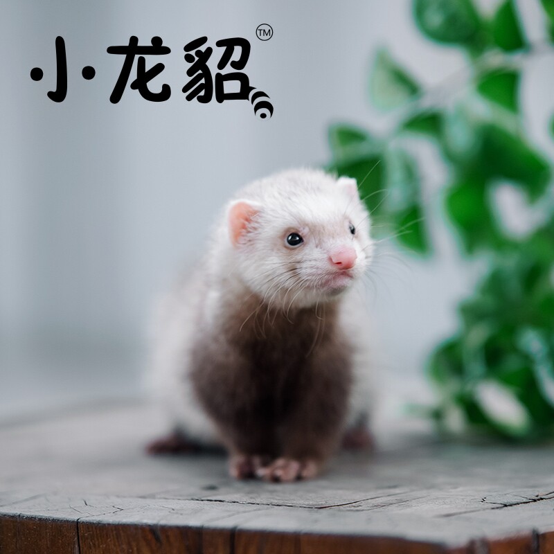 雪貂情缘