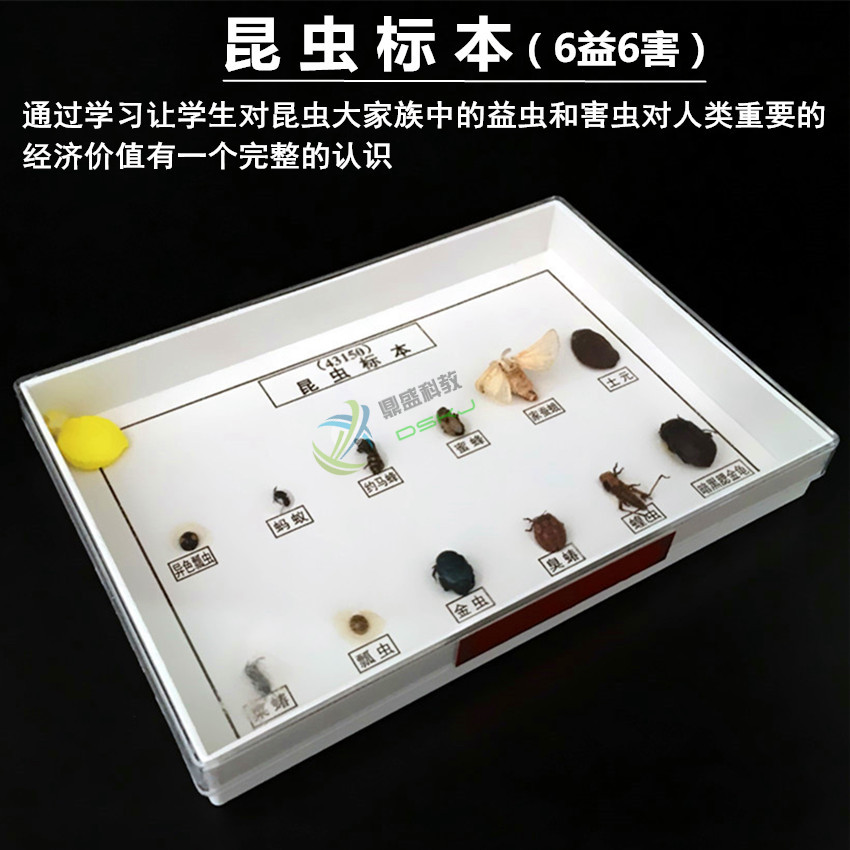昆虫标本 6益6害 J43150 生物标本 生物实验器材 中学教学仪器