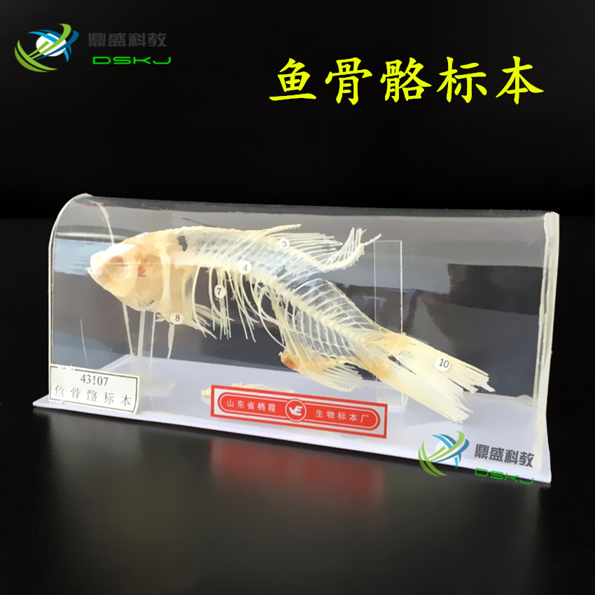 鱼骨骼标本 生物标本 J4121 初高中学生物模型实验器材 教学仪器