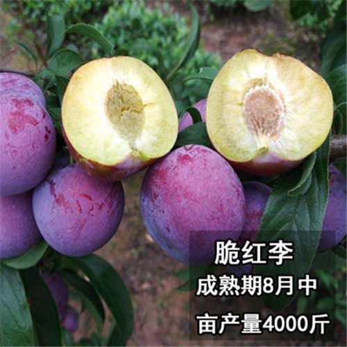 五凤苗圃合作社