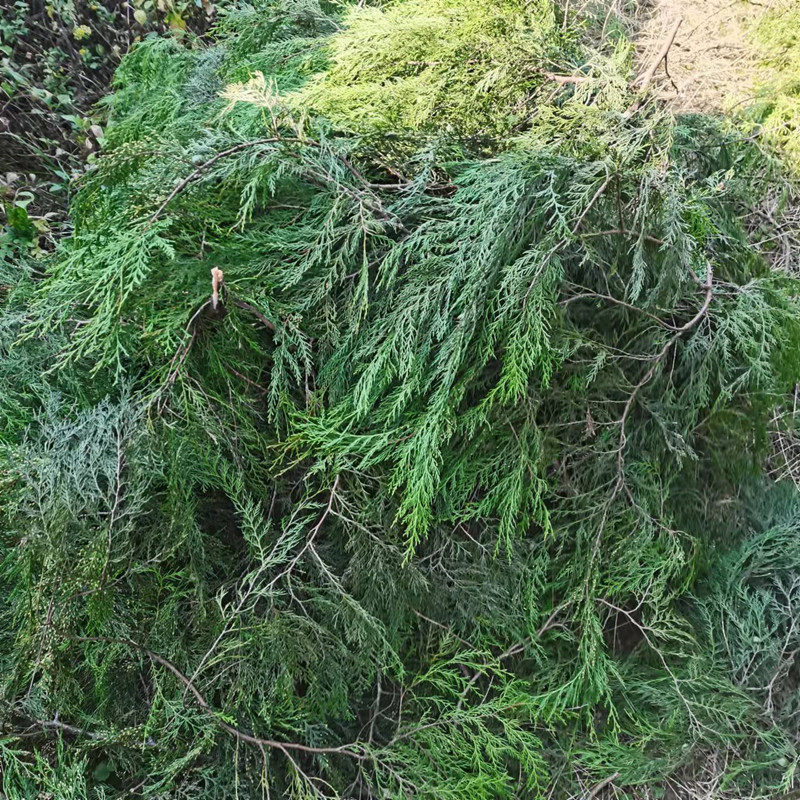 新鲜野生柏树枝柏树叶侧柏叶到底能有多神奇?四川重庆熏腊肉香肠必备好物了解一下!-干花-淘宝百科网