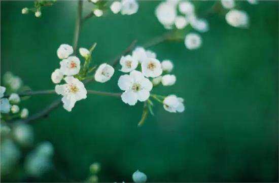 April Chronicle Various Price Difference Hyperlinks