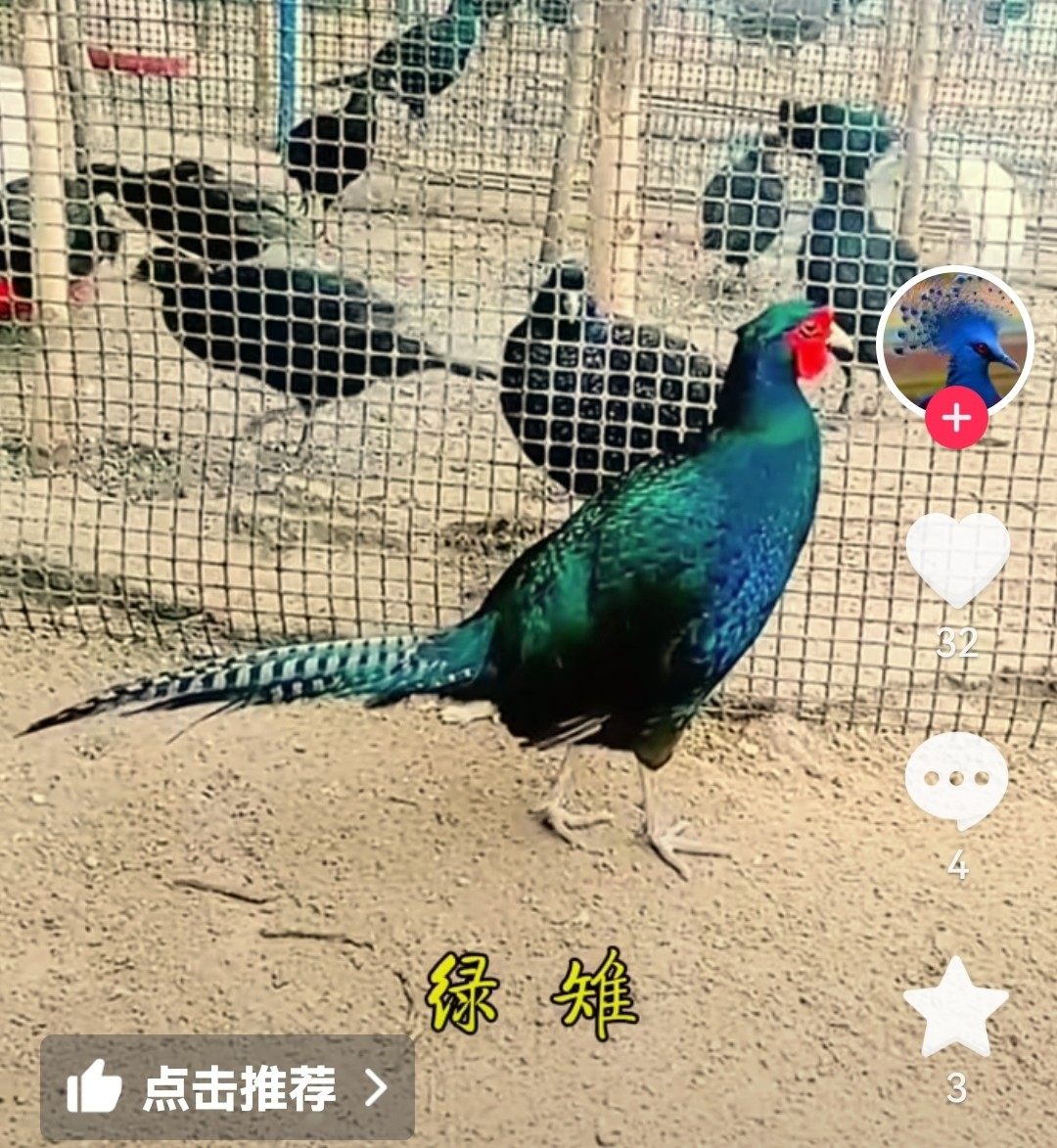 🏡 观赏鸡选购指南 | 纯绿山鸡七彩多代黑脖山鸡的美与健康 🐤-鸟-淘宝好物网