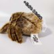 Boutique Spider Lucas Jumping Spider Doll Crawling Pet Doll Plush Free Shipping Toy ສັດເລືອຄານ Cute Reptile Toy Super Cute Doll