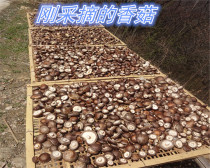Shennongjia wild basswood farm shiitake mushroom thick mushroom money mushroom Small mushroom Small shiitake mushroom dry goods special price
