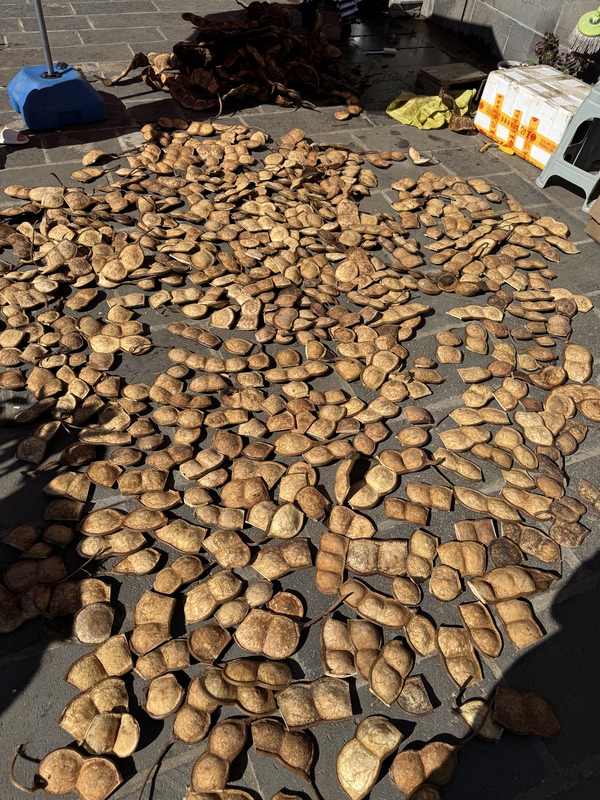 DIY Handmade Materials from the Vine Bean Pod, School Handicrafts, Peace Bean Pod, Over-The-River Dragon Bean Pod