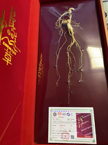 Wild ginseng Changbai Mountain Ginseng second-class wild ginseng lao shan can
