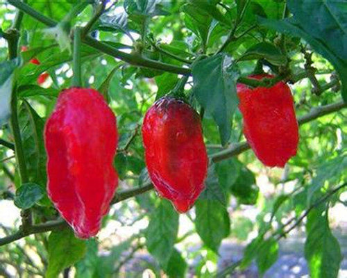 魔鬼辣椒种植技巧