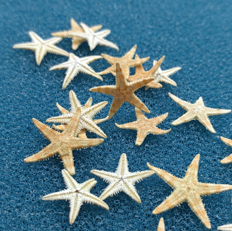 Mini sea star 1-2 cm Diy artisanal material adrift bottle material-Taobao