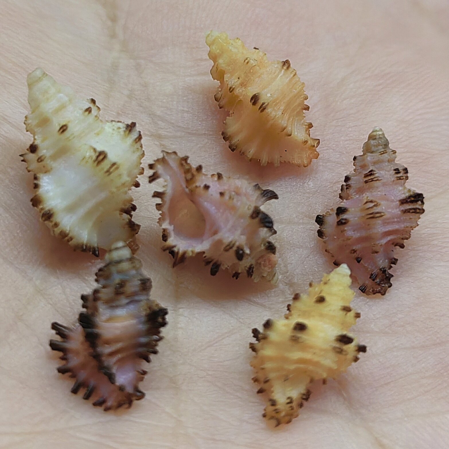 Barr with bone snail Favartia balteata (G B Sowerby II 1841) specimen collection-Taobao