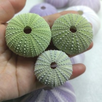 Chestnut sand stone sea urchin shell collection ornaments fish tank landscaping decorations home accessories
