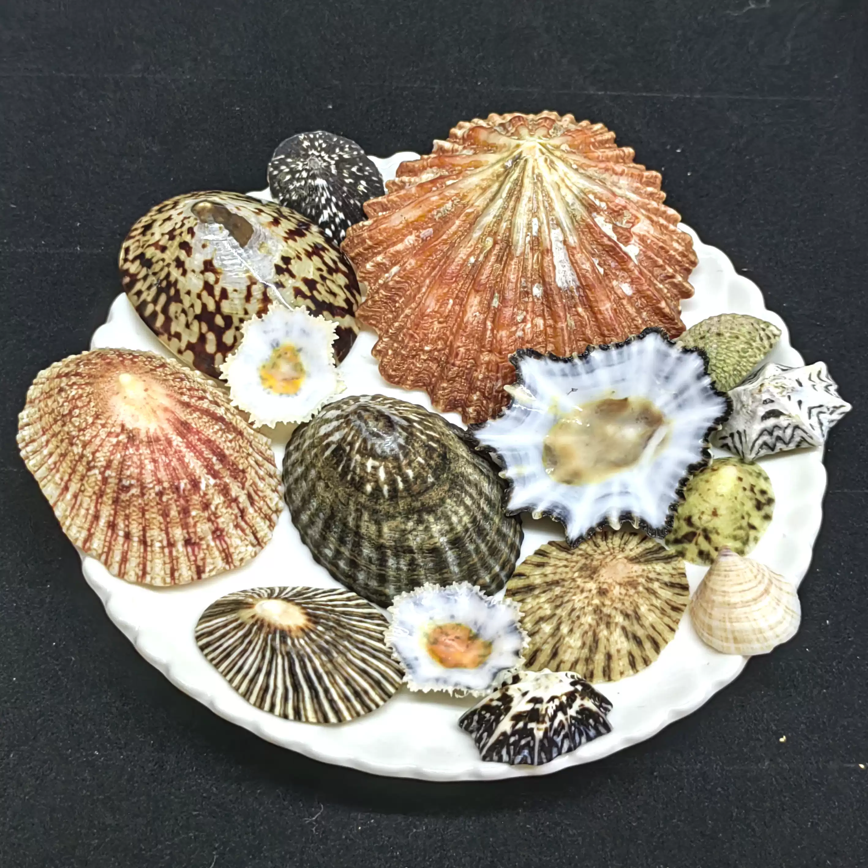 各種笠螺帽貝吊籃螺廣口螺貝稀有收藏標本裝飾款天然海螺貝殼-淘寶