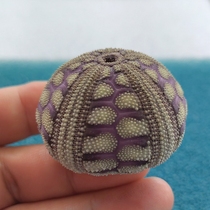 Microcyphus rousseaui collection of decorative sea urchin lamp diy materials