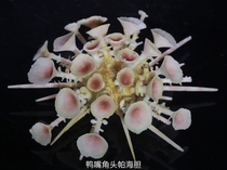 Trumpet Sea Urchin Shell Duckbill Headband Goniocidaris clypeata (Döderlein 1885)