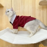 Одежда для домашних животных, одежда для собак, бишон фризе, свадебное платье джентльмена, милый и красивый костюм, одежда для двуногих.