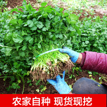 Henan now picked hair with root coriander hot pot leafy fresh coriander farm self-grown open-air stinky vegetables 1 3 5 pounds