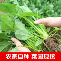 Fresh spinach big leaf red root open-air frost vegetables farmers grow their own hot pot dishes are now picked 35 pounds