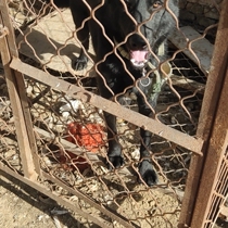 The East German Shepherd dog puppies have been raised from their homes.