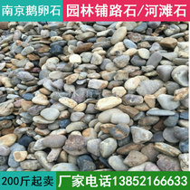 Nanjing natural river beach stone River pebbles pebbles rain stone Washing stone Floor heating bean stone Courtyard garden paving stone