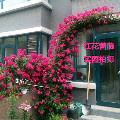 繁花庭院家居园林绿化的LOGO