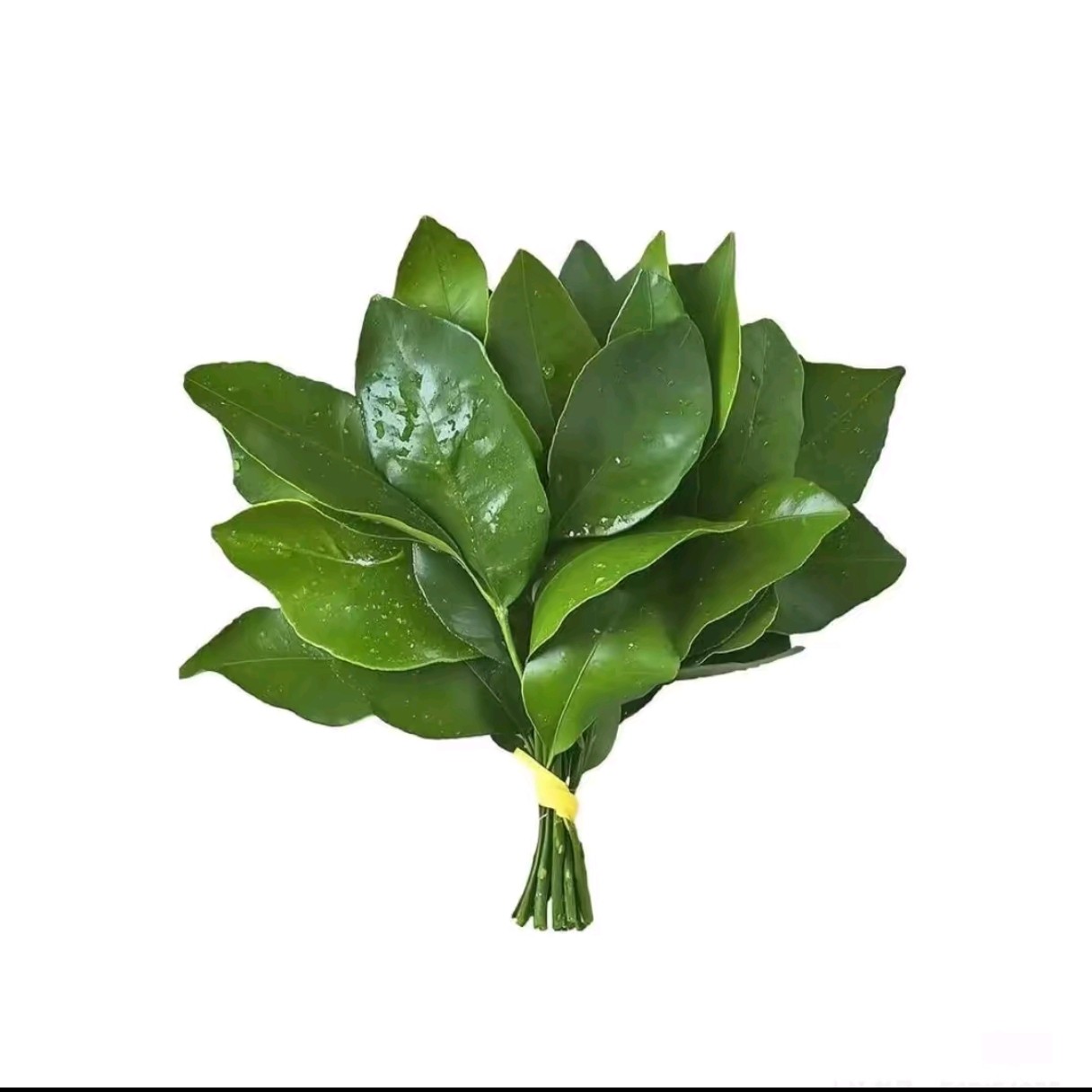 四川东湖绿植种苗