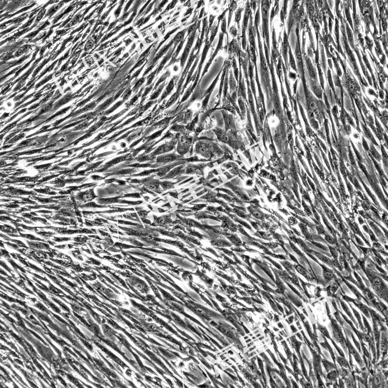 HyCyte? 脐带来源人间充质干细胞(仅供科研使用  UCHX-C106