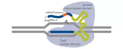 IDT 突变型和改良CRISPR-Cas酶
