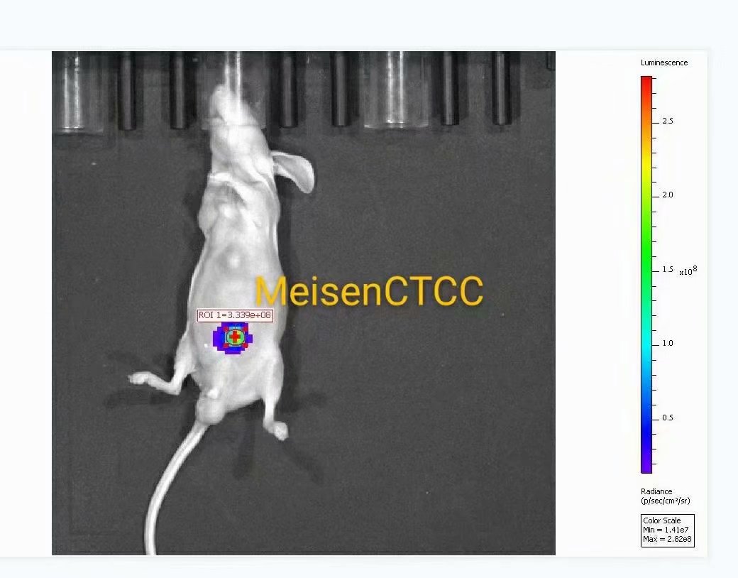 CAS9稳转工具细胞?体内成像LUC细胞